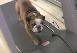 Phòng gym cho... chó
